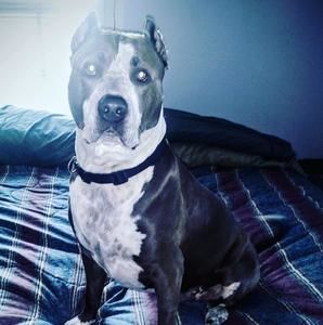 Meet your Posher, Bobby